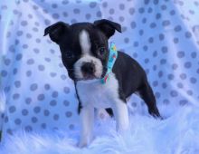 Amazing Litter of Boston terrier puppies for adoption Image eClassifieds4u 2
