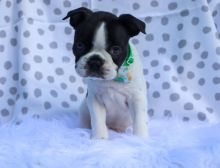 BOSTON TERRIER PUPPIES FOR XMAS Image eClassifieds4u 2