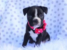 BOSTON TERRIER PUPPIES FOR XMAS Image eClassifieds4u 1