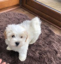 Conton De Tulear Puppies Available Text us (213) 761-8231 Image eClassifieds4u 2