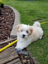 Havanese puppies ready to go Text ‪(213) 761-8231‬ Image eClassifieds4U