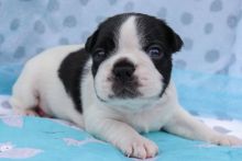 Home raised Boston Terrier Puppies Ready To Go This Xmas Image eClassifieds4u 1