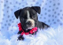 Home raised Boston Terrier Puppies Ready To Go This Xmas Image eClassifieds4u 2