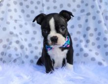 How much for a Boston Terrier puppy? Image eClassifieds4u 1
