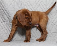 Male & Female Irish Setter Puppies Text us ‪(213) 761-8231‬ Image eClassifieds4u 2