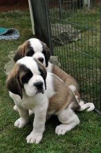 Sweet Saint Bernard Puppies Text me ‪(213) 761-8231‬ Image eClassifieds4u 2