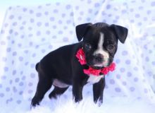 Top quality Male and Female Boston Terrier puppies for Xmas Image eClassifieds4u 2