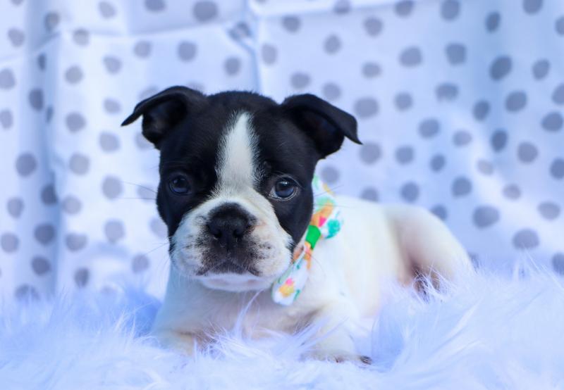 Quality Boston Terrier puppies for sale as Christmas Gifts Image eClassifieds4u