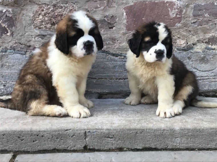 Sweet Saint Bernard Puppies Text me ‪(213) 761-8231‬ Image eClassifieds4u