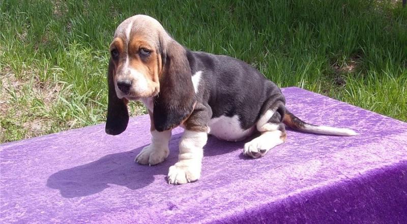 Well Trained Basset Hound puppies Text ‪213-761-8231‬ Image eClassifieds4u