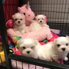1(873)_300-4721 Maltese puppies available for adoption, A Avenue Edmonton, AB