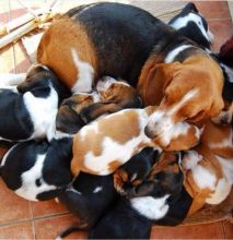 Basset Hound Pups ready for Adoption! Email cheyannefennell292@gmail.com or text (626)-655-3479