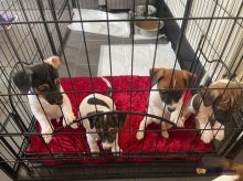 Jack Russell Pups Ready For Adoption! Email cheyannefennell292@gmail.com or text (626)-655-3479