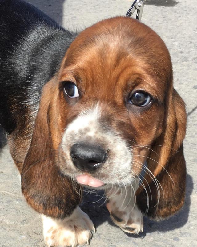 Basset Hound Puppies For Sale! Email cheyannefennell292@gmail.com or text (626)-655-3479 Image eClassifieds4u
