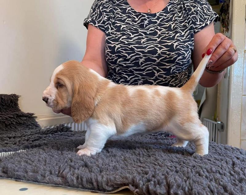 Basset Hound Pups ready for Adoption! Email cheyannefennell292@gmail.com or text (626)-655-3479 Image eClassifieds4u