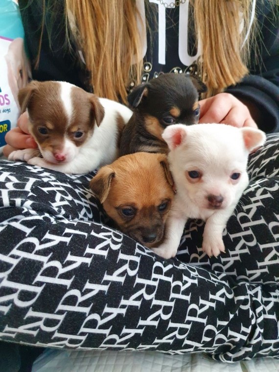 Chihuahua PupPies Ready for RE-HOMING. Email cheyannefennell292@gmail.com or text (626)-655-3479 Image eClassifieds4u