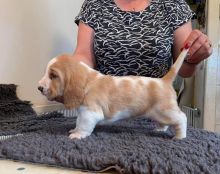 Basset Hound Pups ready for Adoption! Email cheyannefennell292@gmail.com or text (626)-655-3479 Image eClassifieds4u 2