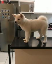 Akita inu puppies for adoption. (brownlesly808@gmail.com)