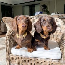 Amazing dachshund puppies for adoption. (pricilialucaspricilia@gmail.com)