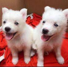 Beautiful American eskimo puppies for adoption (felixlogan57@gmail.com)