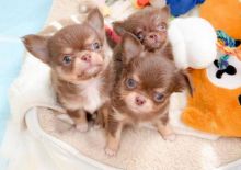 Chihuahua puppies for adoption (trangandrea85@gmail.com)