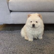 chow chow puppies for adoption(ceva41016@gmail.com)