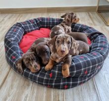 dachshund puppies ready for adoption email ( catherinetrang68@gmail.com)