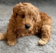Goldendoodle puppies for adoption. -Email: (kgraykevin0@gmail.com)