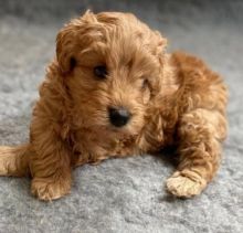 goldendoodle PUPPIES FOR ADOPTION -(kgraykevin0@gmail.com)