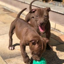 Male and Female Pitbull Puppies for adoption (jessicawillz101@gmail.com)