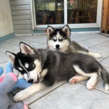 MALE AND FEMALE SIBERIAN HUSKY PUPPIES FOR ADOPTION Email: [ luckpeter90@gmail.com]