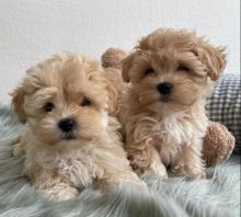 maltipoo PUPPIES AVAILABLE FOR ADOPTION (donawayne101@gmail.com)