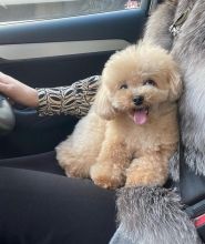 Stunning standard poodles puppies available ( mariathomas3443@gmail.com)
