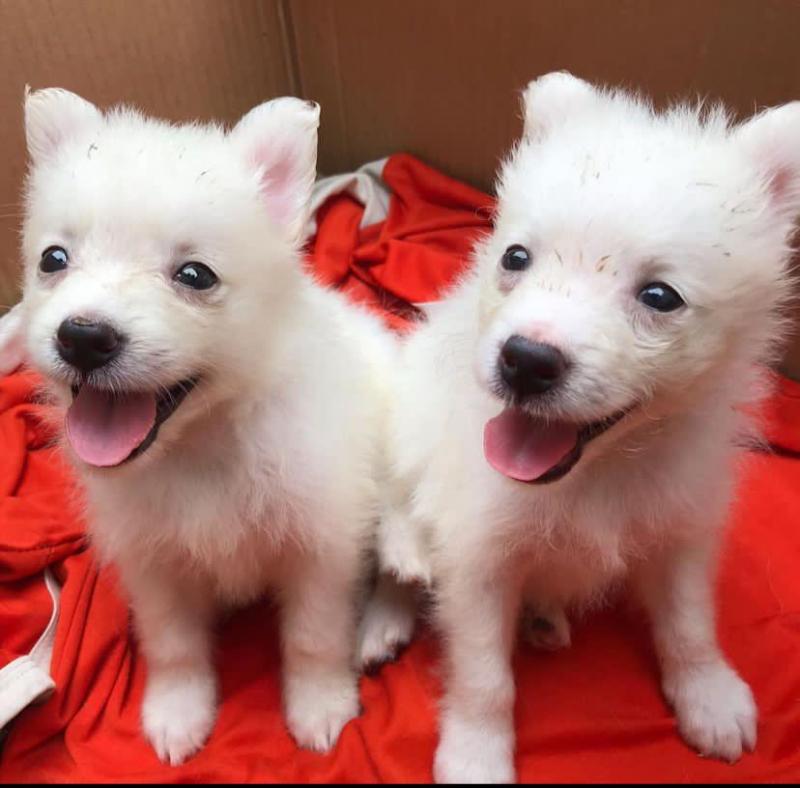 Beautiful American eskimo Puppies puppies for adoption (felixlogan57@gmail.com) Image eClassifieds4u