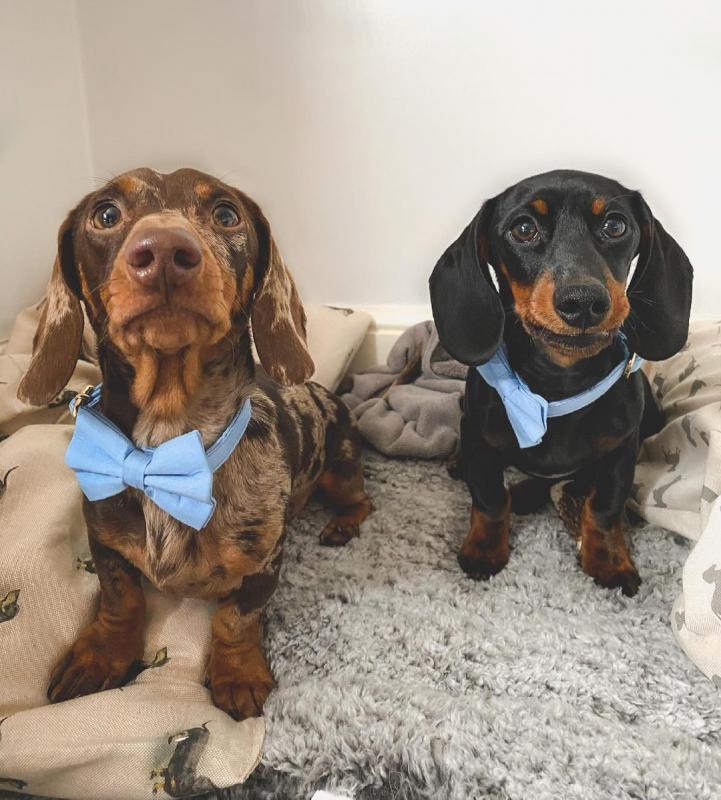 Dachshund Puppies for adoption(smithpatience13@gmail.com) Image eClassifieds4u