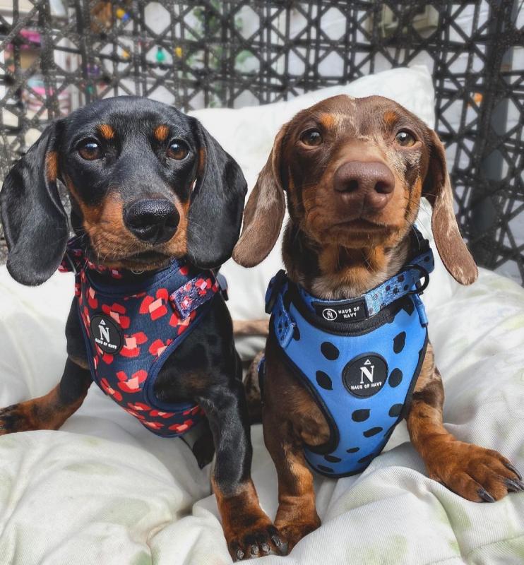 Dachshund Puppies for adoption(smithpatience13@gmail.com) Image eClassifieds4u