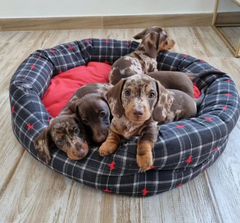 dachshund puppies ready for adoption email ( catherinetrang68@gmail.com) Image eClassifieds4u