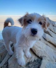 jack Russell FOR ADOPTION (jeffmarcus963@gmail.com) Image eClassifieds4U