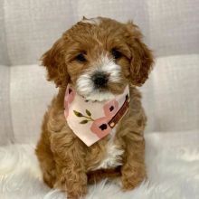 Cavapoo Puppies For Adoption (alishaken896@gmail.com) Image eClassifieds4U