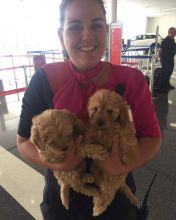 Lovely cute Cavapoo puppies for adoption (elizerbethdani331@gmail.com) Image eClassifieds4U