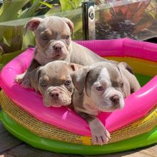 American Pitbull Puppies For Sale!! Email cheyannefennell292@gmail.com or text (626)-655-3479 Image eClassifieds4u 3
