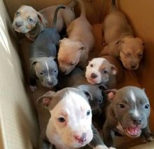 American Pitbull Puppies For Sale!! Email cheyannefennell292@gmail.com or text (626)-655-3479 Image eClassifieds4u 4