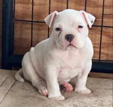 outstanding white pit bull puppies (scotj297@gmail.com) Image eClassifieds4U