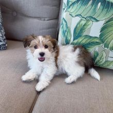 Shih Tzu Puppies Male And Female Puppies For Adoption (kimberlyjamee@gmail.com) Image eClassifieds4U