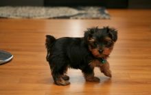 Adorable Yorkshire puppies for sale!!Email petsfarm21@gmail.com