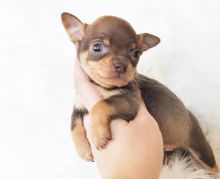Chihuahua Puppies ready for new families.Email petsfarm21@gmail.com or text (831)-512-9409