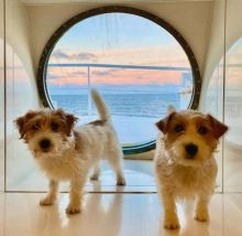 JACK RUSSELL PUPPIES FOR ADOPTION Email: (jeffmarcus963@gmail.com)