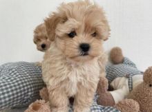 maltipoo puppies for adoption.(donawayne101@gmail.com)