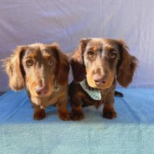 Ready now!! dachshund puppies for adoption (pricilialucaspricilia@gmail.com)