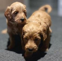 wonderful litter of goldendoodle puppies for adoption , (kgraykevin0@gmail.com)